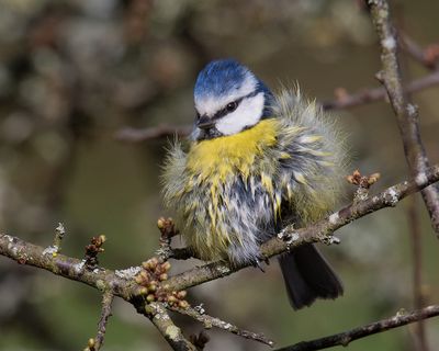 Week 14 - I washed my feathers and now I cant do anything with them.jpg
