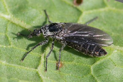 Dilophus femoratus 26-03-25.jpg