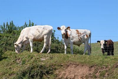 Week 20 - Cattle at Bolberry Down.jpg
