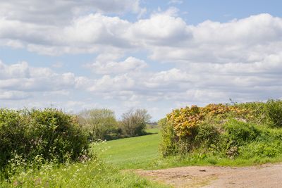 Sunshine with clouds - Watkins Wood 05-05-25.jpg