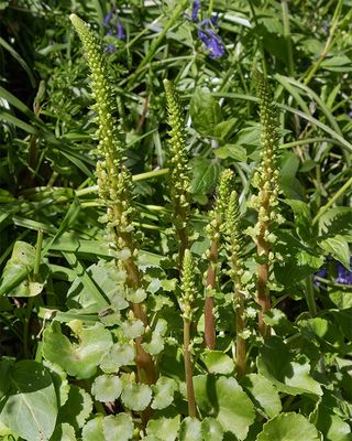 Navelwort - Umbilicus rupestris 07-05-25.jpg