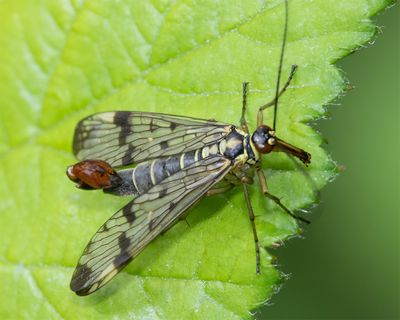 Scorpion Fly - Panorpa germanica m 01-06-25.jpg