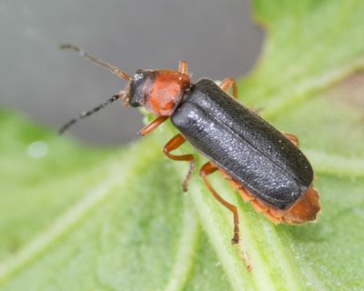 Cantharis flavilabris 31-05-25.jpg