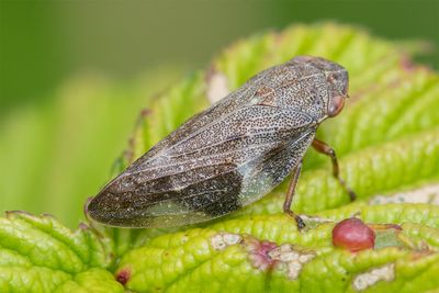 Alder Spittlebug - Aphrophora alni 08-06-25.jpg