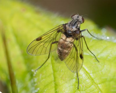 Black Snipefly - Chrysopilus cristatus f 08-06-25.jpg