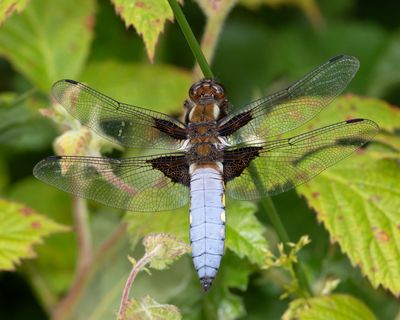 Broad-bodied Chaser - Libellula depressa m 08-06-25.jpg