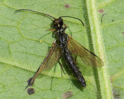 Sawfly - Calameuta filiformis 11-06-25.jpg
