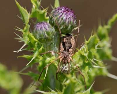 Harvestman - Phalangium opilio f 16-06-25.jpg