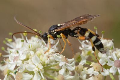 Ichneumon sarcitorius m 24-07-25 side.jpg
