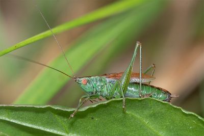 Short-winged Conehead - Conocephalus dorsalis m 01-08-25.jpg