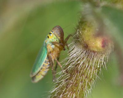 Leafhopper - Cicadella viridis 25-09-25.jpg