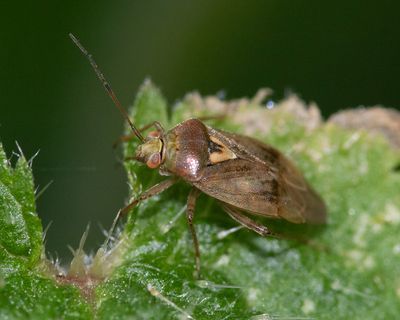 Tarnished Plant Bug - Lygus rugulipennis 22-10-25 #2.jpg