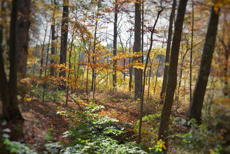 Bennett's Pond State Park