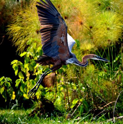 Goliath Heron