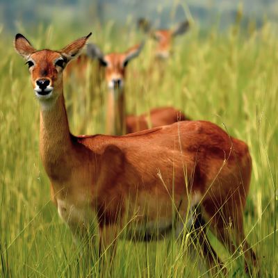 Impalas