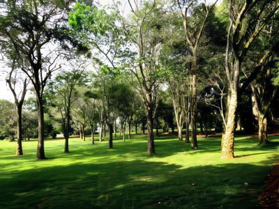 Rubber Trees