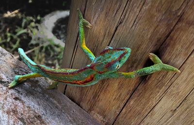 Chameleon