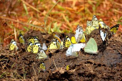 Butterflies on Rhino Dung