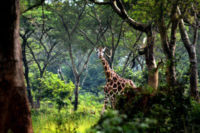 Lone Giraffe