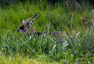 Water Buck 