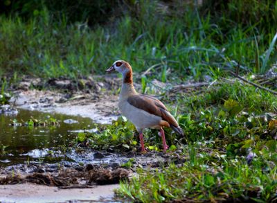 Egyptian Goose