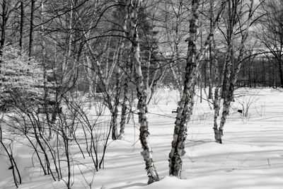 g13/50/1174650/3/159253453.3a561c9a.JPEG