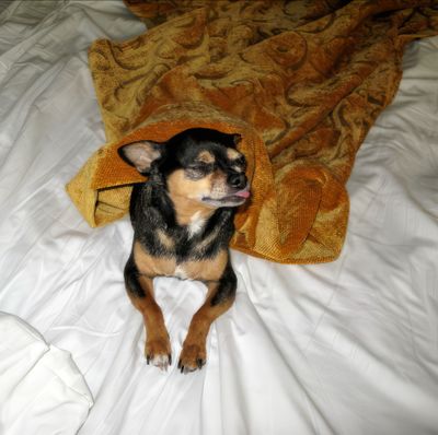 Fidelma on Our Hotel Bed