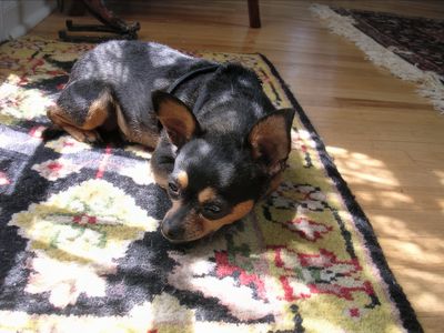 Fidelma, Our Dog