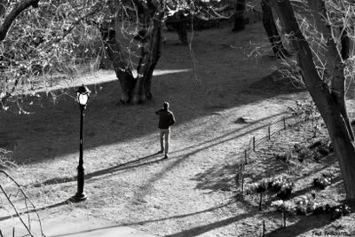 Solitary Walker