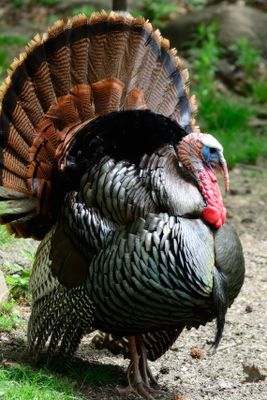 Gobbler