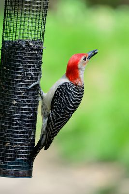 Red-bellied Woodpecker