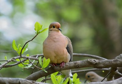 Mourning Dove