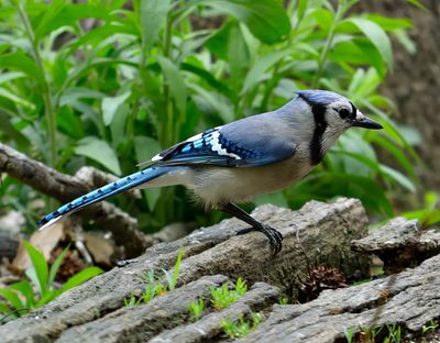 Blue Jay
