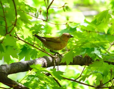 Sparrow