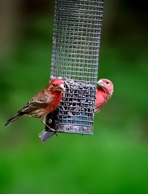 House Finch