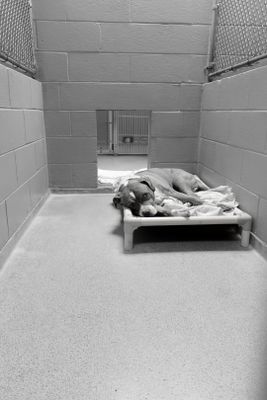 Shelter Animals