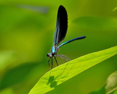 Blue Dragonfly