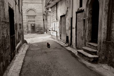 On the prowl...