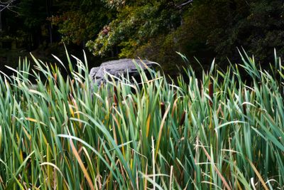 Common Cattail