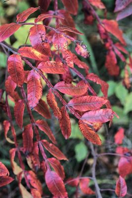Winged Sumac