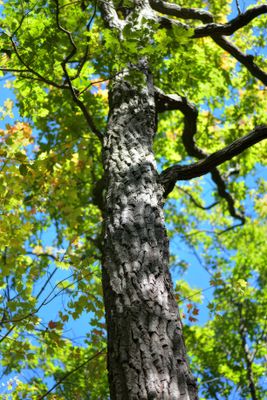 Black Walnut