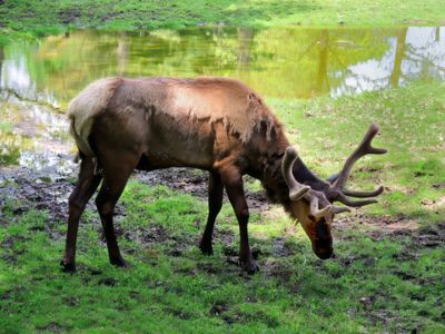 American Elk
