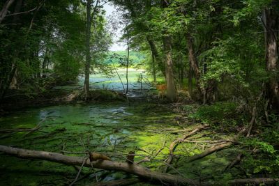 Celery Farm and Nature Preserve