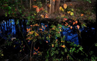  Teaneck Creek Conservancy