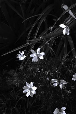 g13/50/1174650/3/173972794.feb250c2.JPEG