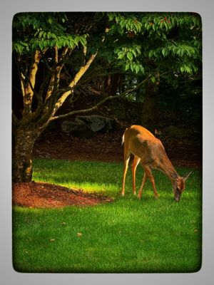 Deer