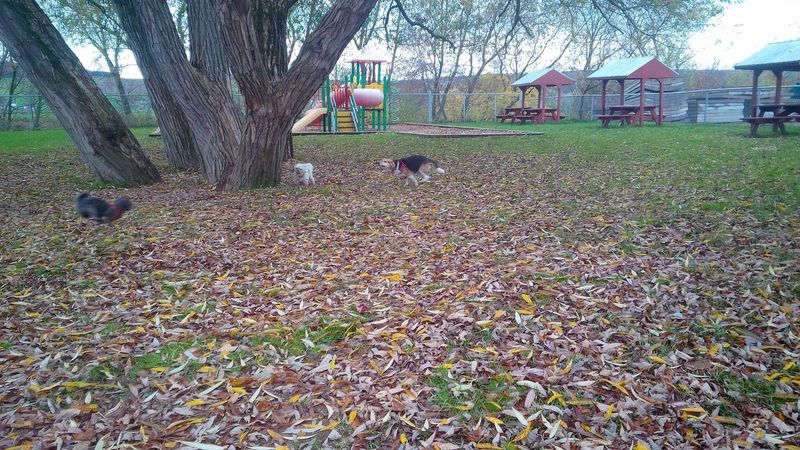 Molly, Shelby & Peggy playing in the park.