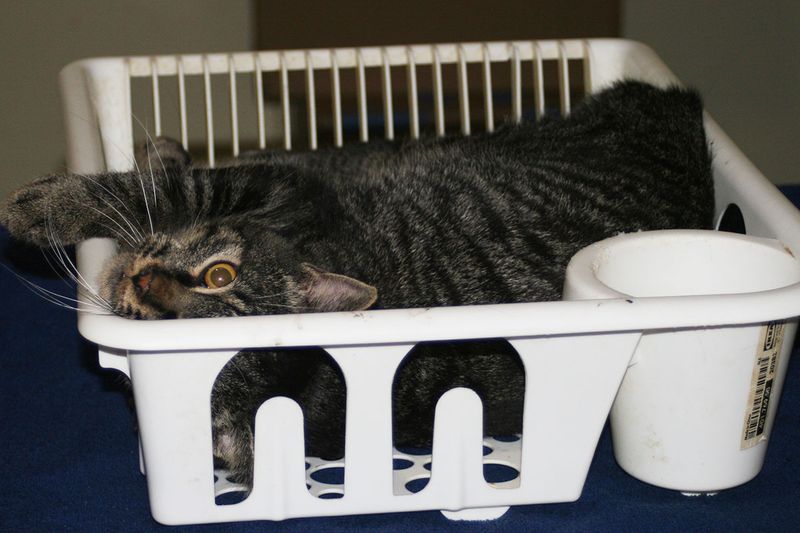 My dishwasher