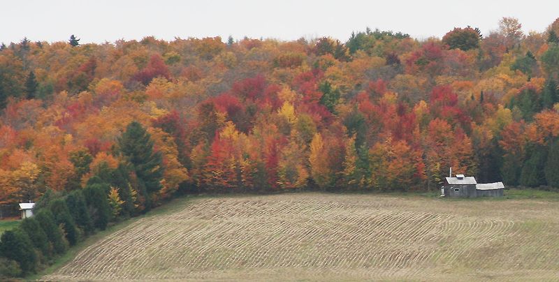 Autumn colors