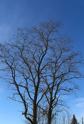 IMG_0611FFF.jpg